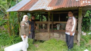 Usaha Penggemukan Sapi BUMNag Lumbung Pintar Nagari Duo Koto